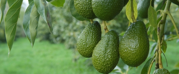 about_nz_avos